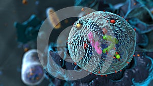 Organelles inside Eukaryote, focus on lysosome