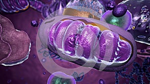 Organelles inside Eukaryote, focus on mitochondria photo