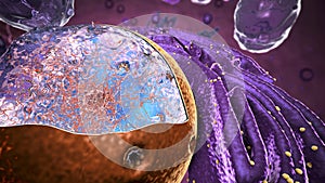 Organelles inside Eukaryote, focus on nucleus