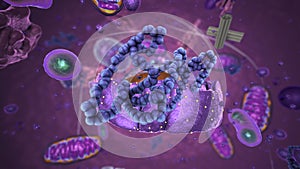 Organelles inside Eukaryote, focus on ribosomes