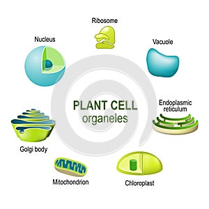 Organelles of plant cells photo