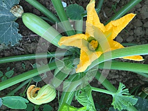 Organgic squash growing in the field