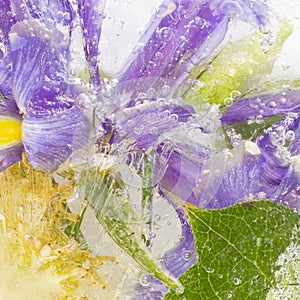 Organic abstraction background with flowers of bright irises, decorative cabbage and green leaves with stripes and air bubbles