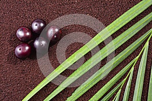 Organic acai berry powder - Euterpe oleracea