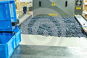 Organic agriculture, blueberry cultivation, Sorting of the highest quality blueberries, local factory,