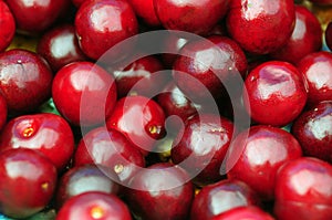 Organic agriculture cherries close-up