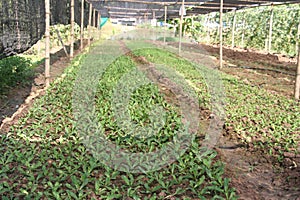 Organic,Agriculture,farm,rice ,Thai farmers,Dipterocarpus alatus