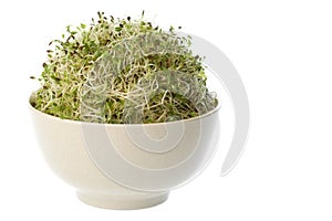 Organic Alfalfa Sprouts