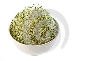 Organic Alfalfa Sprouts