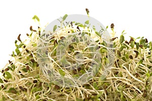 Organic Alfalfa Sprouts Isolated