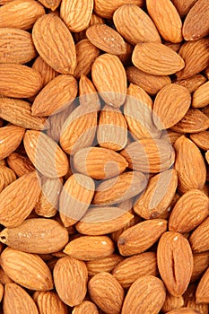 Organic almond or badam nuts photo