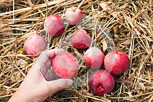 Organic apple harvest, fresh fruit produce. Rustic agriculture food