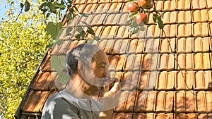 Organic apple harvest, senior man holding freshly harvested apples in bushel basket during sunny summer day