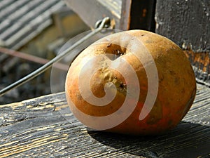 Organic apple known in Serbia as `koÃÂ¾ara`