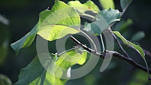 Organic apple leaves