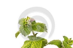 Organic Apple Mint Leaves isoalted and with copy space