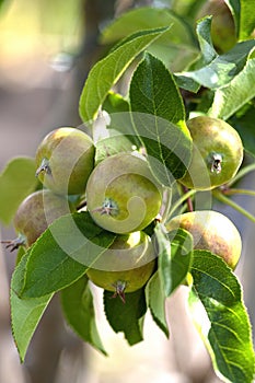 Organic apple tree with fruit