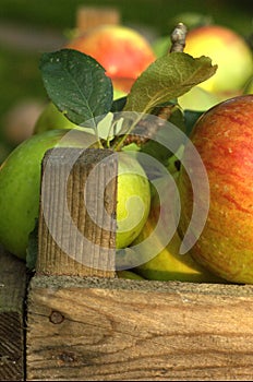 Organic apples