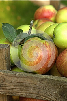 Organic apples