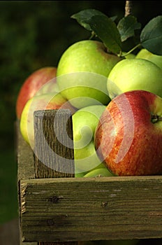 Organic apples