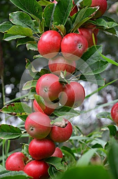 Organic apples