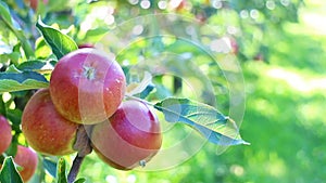 Organic apples in apple orchard