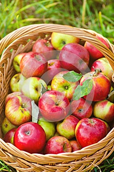 Organic apples in basket