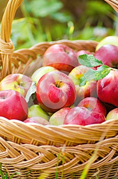 Organic apples in basket