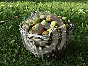 Organic apples in the basket