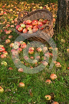 Organic apples in a basket