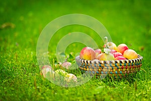 Organic apples in basket, apple orchard