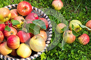 Organic apples in basket, apple orchard