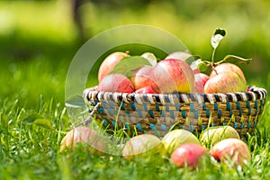 Organic apples in basket, apple orchard