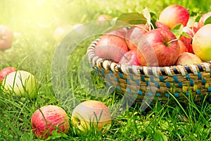 Organic apples in basket, apple orchard