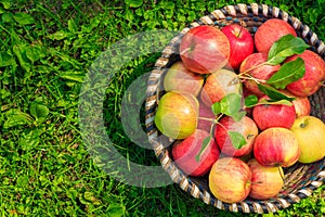 Organic apples in basket, apple orchard