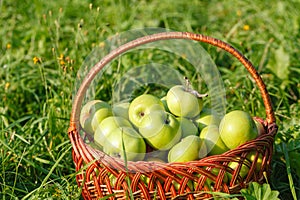 Organic apples in basket, apple orchard, fresh homegrown produce