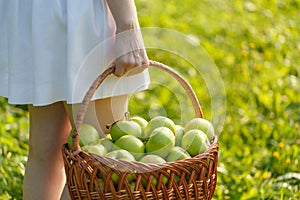 Organic apples in basket, apple orchard, fresh homegrown produce