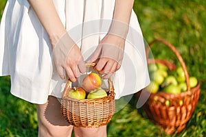 Organic apples in basket, apple orchard, fresh homegrown produce