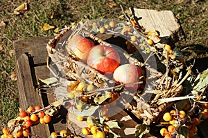 Organic apples in basket autumn themed still life