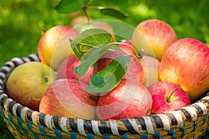 Organic apples in basket, fresh homegrown produce