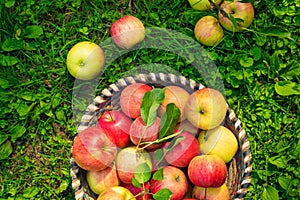 Organic apples in basket, fresh homegrown produce