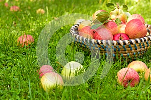 Organic apples in basket, fresh homegrown produce