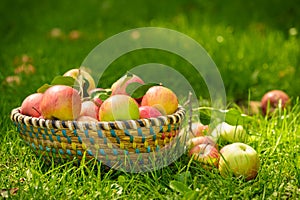 Organic apples in basket, fresh homegrown produce