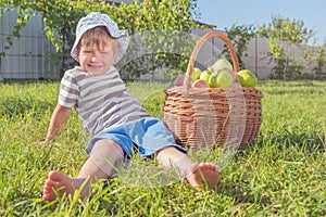 Organic apples in the basket on green grass. Vine from fruits. Food and drinks. Fresh fruits background. Harvest