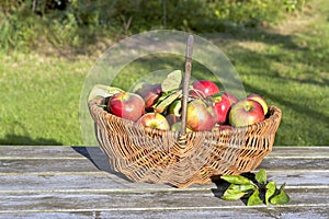 Organic apples in a basket on the old table