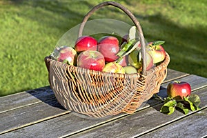 Organic apples in a basket on the old table