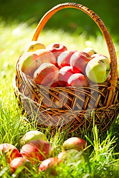 Organic Apples in the Basket. Orchard