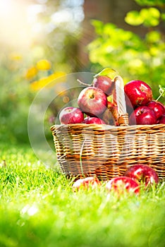 Organic Apples in the Basket. Orchard