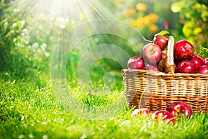 Organic Apples in the Basket. Orchard