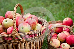 Organic Apples in a Basket outdoor